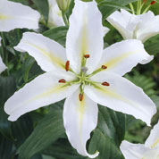 Hybrid Lily 'Cassandra'